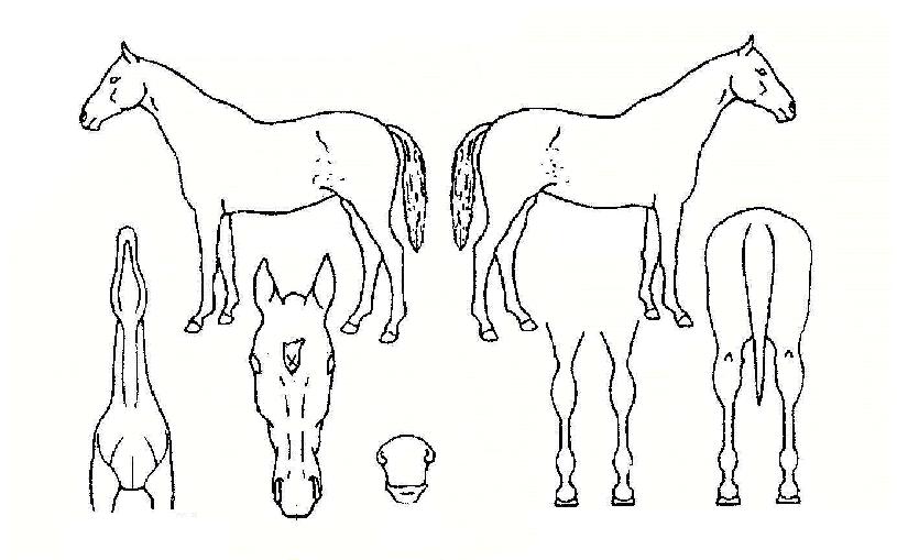 ¿¡°íÀ̽ºÆ®ÀÇ Ãø¸é,¿ì¸é,µÞ¸é,µÎ»ó,´Ù¸®ÀÇ Æ¯Â¡µµÇØ