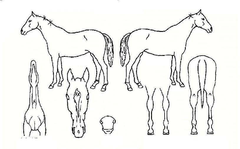 �ε�𷹵��� ����,���,�޸�,�λ�,�ٸ��� Ư¡����