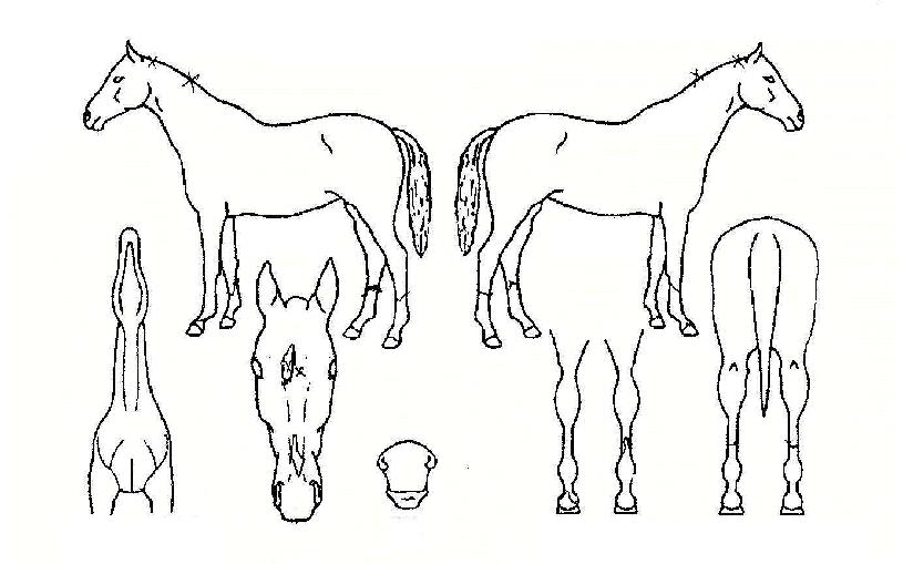 ºô¸®¾ð·¹À̵ðÀÇ Ãø¸é,¿ì¸é,µÞ¸é,µÎ»ó,´Ù¸®ÀÇ Æ¯Â¡µµÇØ