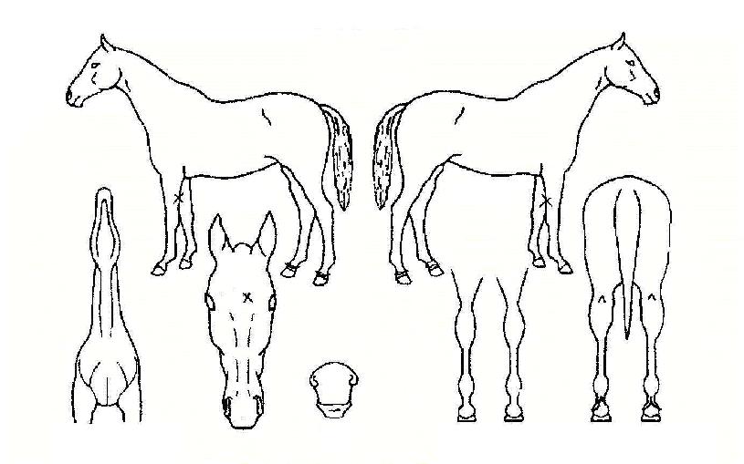 �ö���ȣ���� ����,���,�޸�,�λ�,�ٸ��� Ư¡����