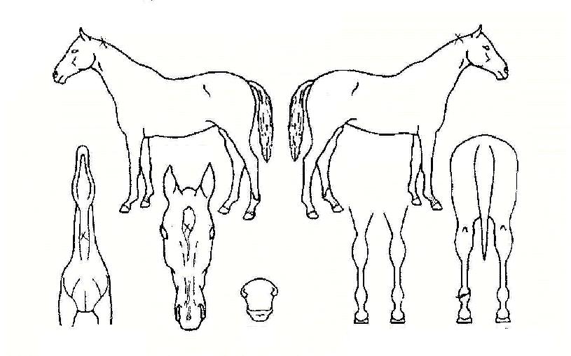 ·±¾ØµåÇöóÀÌÀÇ Ãø¸é,¿ì¸é,µÞ¸é,µÎ»ó,´Ù¸®ÀÇ Æ¯Â¡µµÇØ