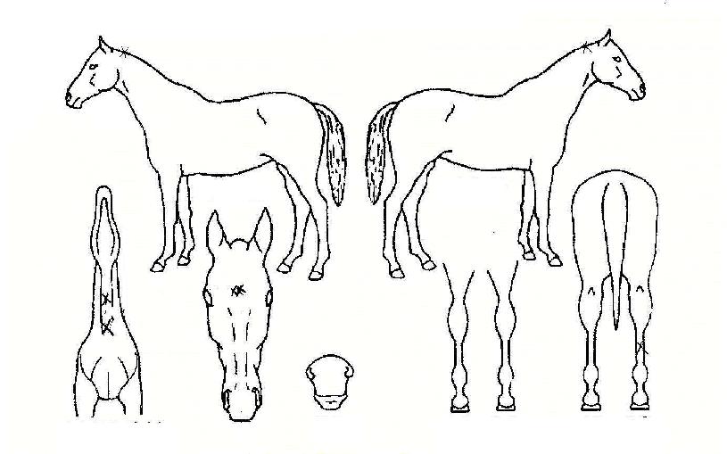 ���ؽ��� ����,���,�޸�,�λ�,�ٸ��� Ư¡����