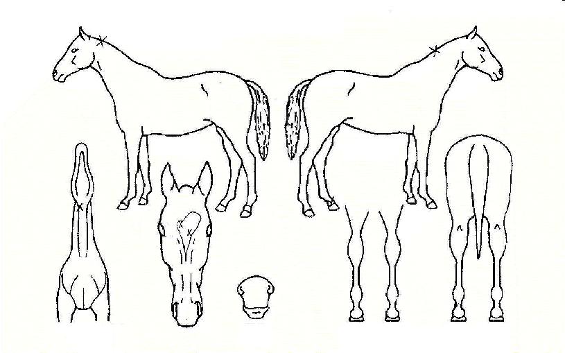 ¼¶±¤Ã³·³ÀÇ Ãø¸é,¿ì¸é,µÞ¸é,µÎ»ó,´Ù¸®ÀÇ Æ¯Â¡µµÇØ