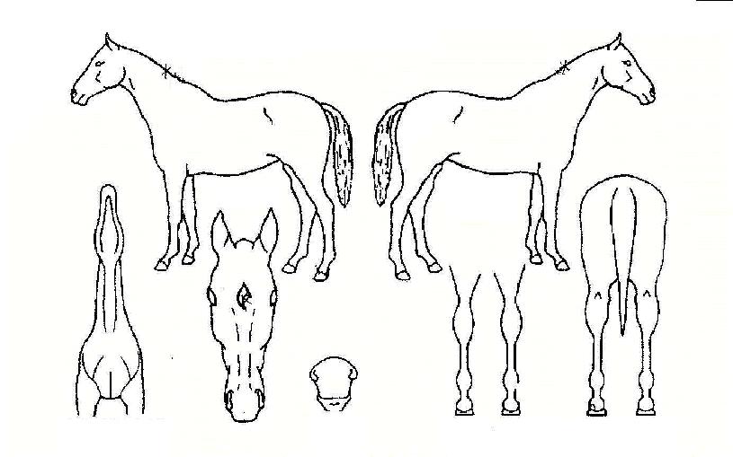 �θ��׽�ũ�� ����,���,�޸�,�λ�,�ٸ��� Ư¡����