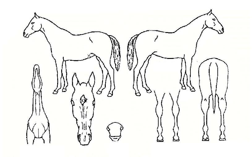 ���ε��� ����,���,�޸�,�λ�,�ٸ��� Ư¡����