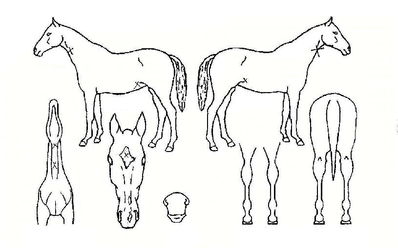 ���þ��� ����,���,�޸�,�λ�,�ٸ��� Ư¡����