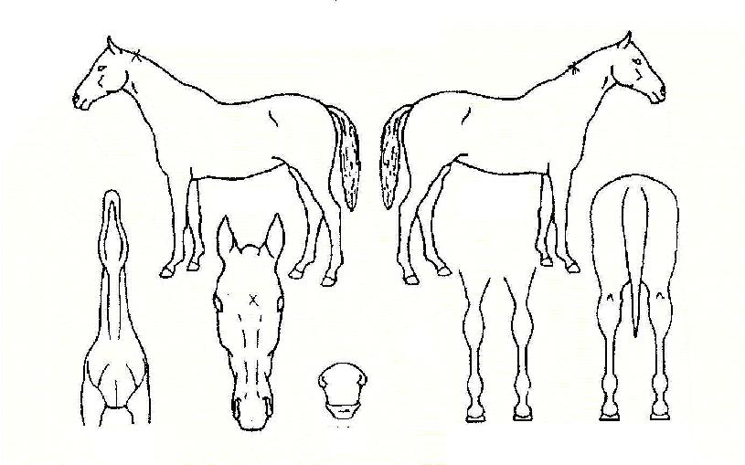 ������ ����,���,�޸�,�λ�,�ٸ��� Ư¡����