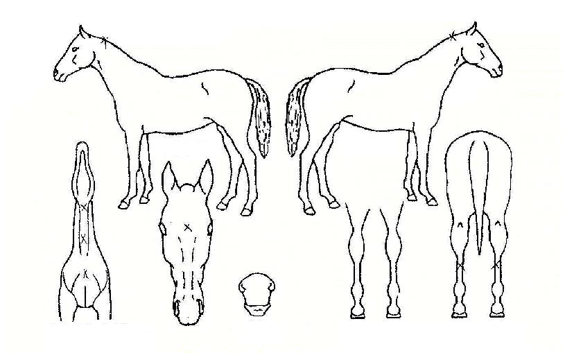 ������Ʈ�� ����,���,�޸�,�λ�,�ٸ��� Ư¡����