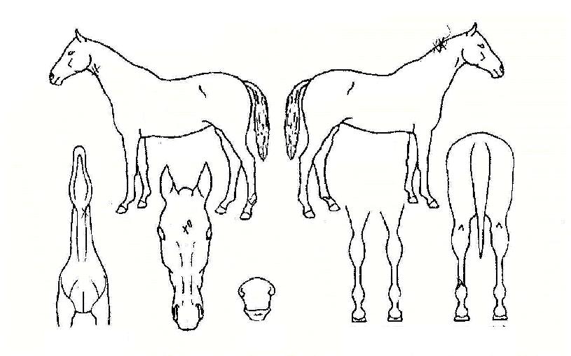 ��������� ����,���,�޸�,�λ�,�ٸ��� Ư¡����