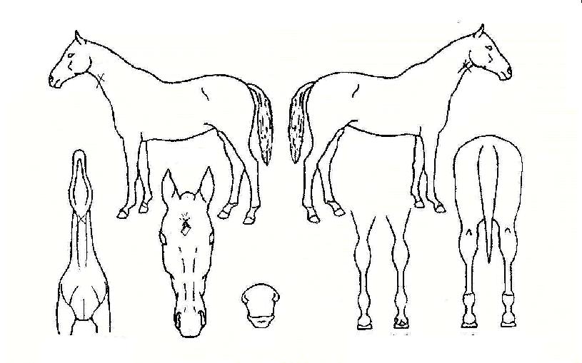 ��Ű��ġ�� ����,���,�޸�,�λ�,�ٸ��� Ư¡����