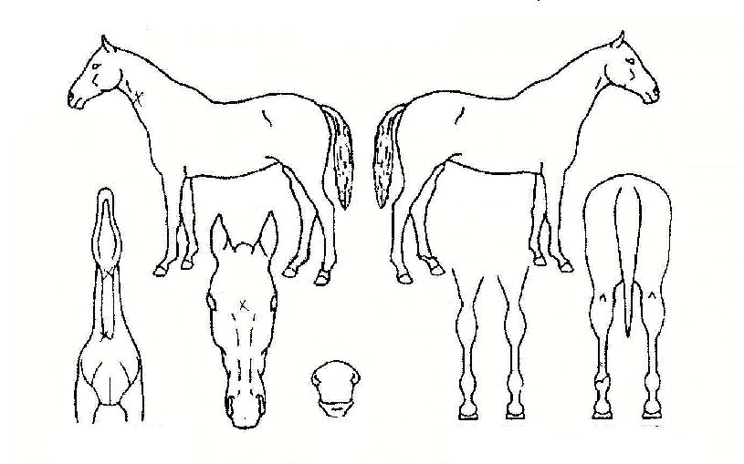 ��������� ����,���,�޸�,�λ�,�ٸ��� Ư¡����