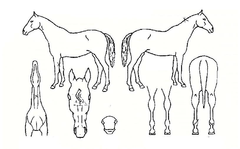 ���������� ����,���,�޸�,�λ�,�ٸ��� Ư¡����