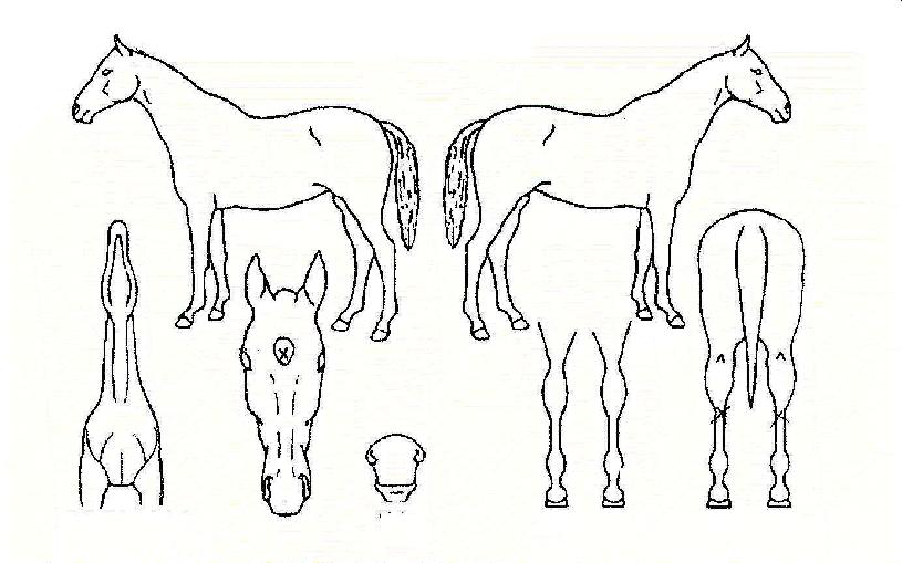 ���������� ����,���,�޸�,�λ�,�ٸ��� Ư¡����