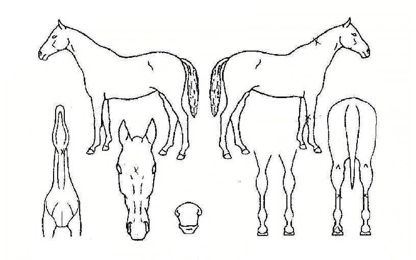 ·°Å°¸¶¿îƾÀÇ Ãø¸é,¿ì¸é,µÞ¸é,µÎ»ó,´Ù¸®ÀÇ Æ¯Â¡µµÇØ