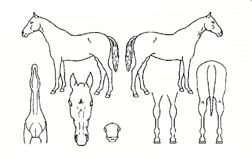 õ��ȭ�� ����,���,�޸�,�λ�,�ٸ��� Ư¡����