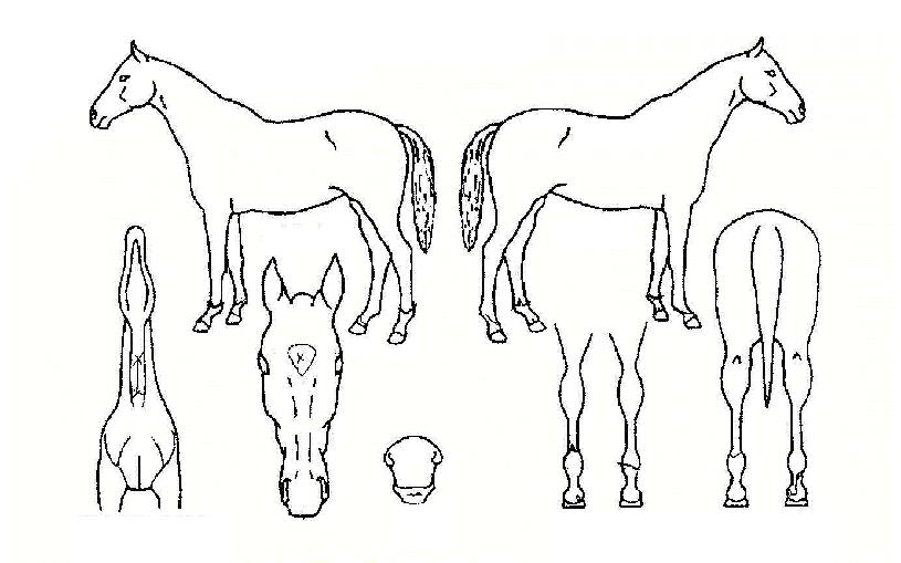 ºí·¹½º¸¶À̽ºÅ¸ÁîÀÚ¸¶ÀÇ Ãø¸é,¿ì¸é,µÞ¸é,µÎ»ó,´Ù¸®ÀÇ Æ¯Â¡µµÇØ