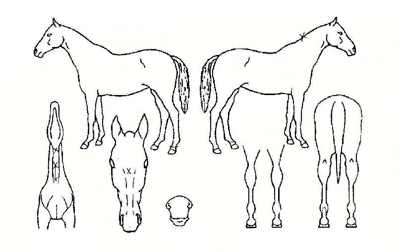 �������Ʋ���ڸ��� ����,���,�޸�,�λ�,�ٸ��� Ư¡����