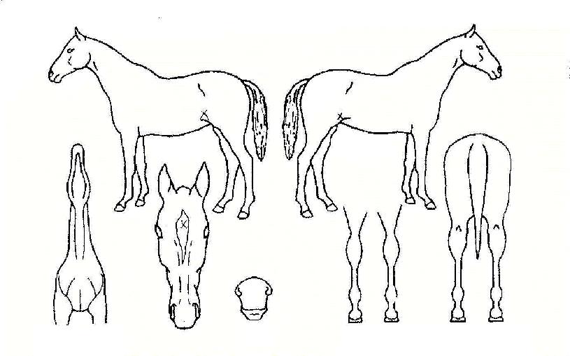 ¼Ö¶óĸƾÀÇ Ãø¸é,¿ì¸é,µÞ¸é,µÎ»ó,´Ù¸®ÀÇ Æ¯Â¡µµÇØ