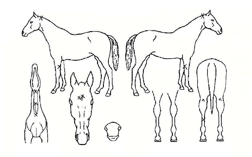 ŷ���ε��� ����,���,�޸�,�λ�,�ٸ��� Ư¡����