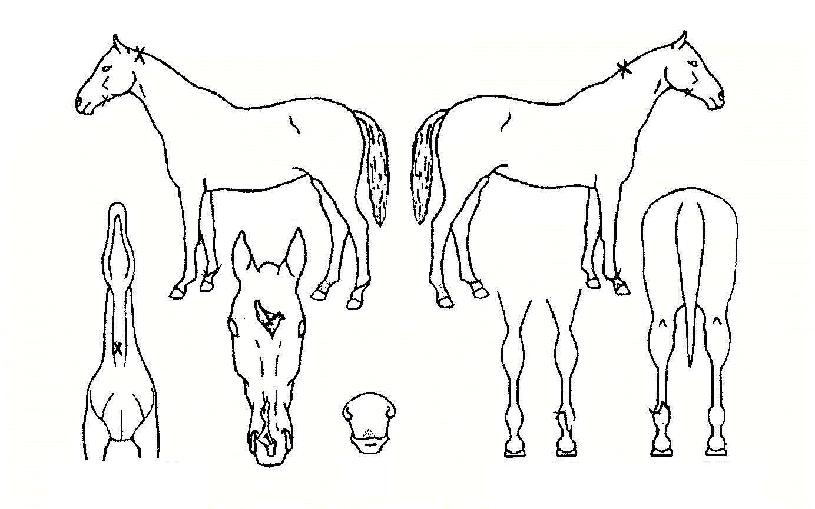 ´Ù¿øÀÌÀÇ Ãø¸é,¿ì¸é,µÞ¸é,µÎ»ó,´Ù¸®ÀÇ Æ¯Â¡µµÇØ