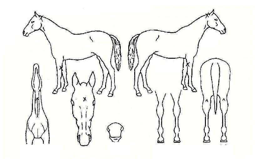 ȲÁ¦Ã³·³ÀÇ Ãø¸é,¿ì¸é,µÞ¸é,µÎ»ó,´Ù¸®ÀÇ Æ¯Â¡µµÇØ