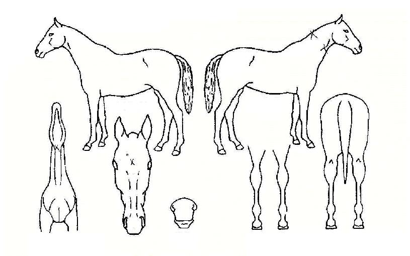 ���ŷ�� ����,���,�޸�,�λ�,�ٸ��� Ư¡����