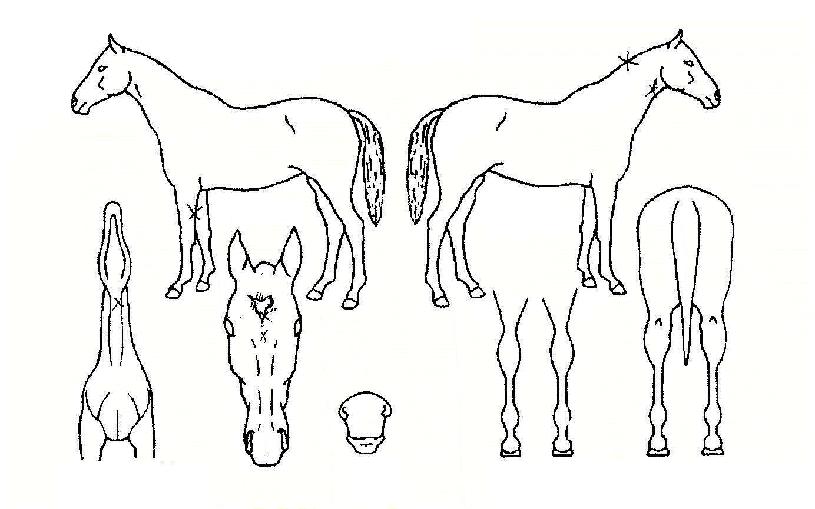 »ù¼ÚÀ»ÀÇ Ãø¸é,¿ì¸é,µÞ¸é,µÎ»ó,´Ù¸®ÀÇ Æ¯Â¡µµÇØ