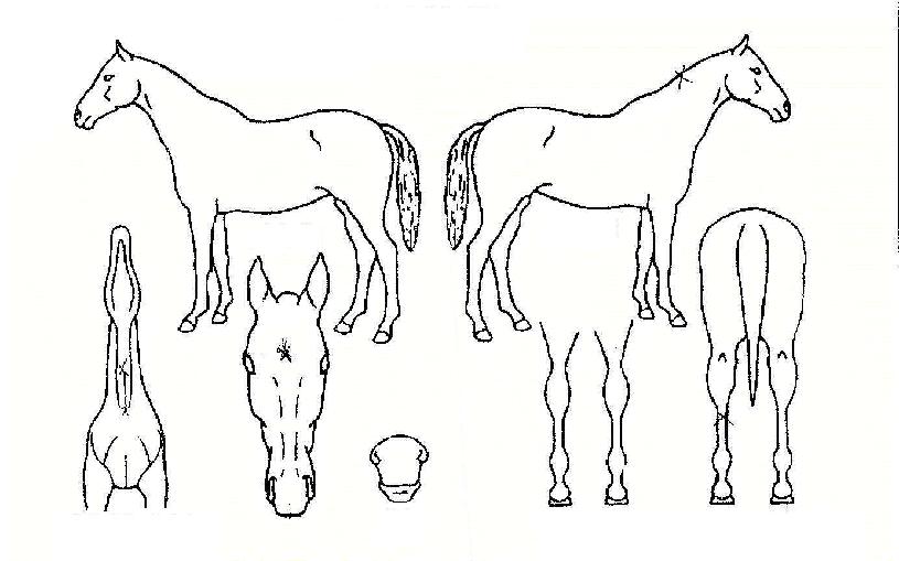 �׸�ĳ���� ����,���,�޸�,�λ�,�ٸ��� Ư¡����