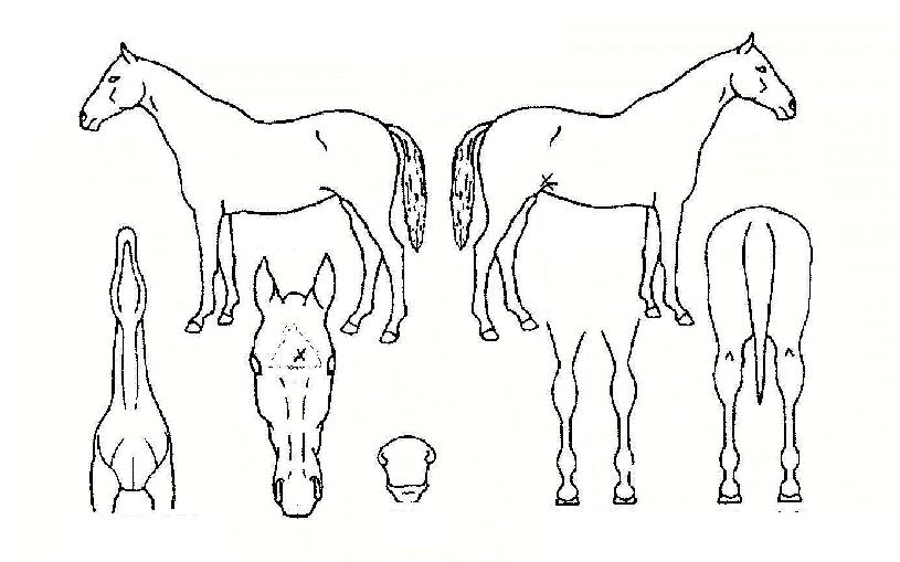 ��Ʈ�ڸ��� ����,���,�޸�,�λ�,�ٸ��� Ư¡����