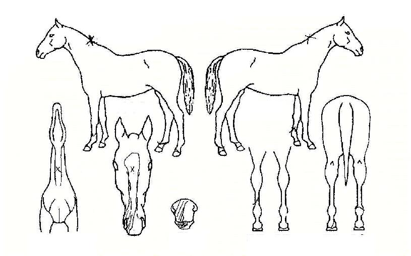 ±¸È»êÀÇ Ãø¸é,¿ì¸é,µÞ¸é,µÎ»ó,´Ù¸®ÀÇ Æ¯Â¡µµÇØ