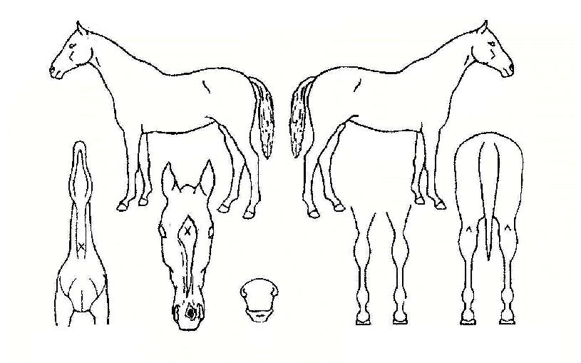 ��������۷����ڸ��� ����,���,�޸�,�λ�,�ٸ��� Ư¡����