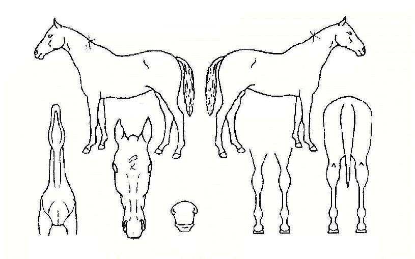 ¹àÀºÈñ¸ÁÀÇ Ãø¸é,¿ì¸é,µÞ¸é,µÎ»ó,´Ù¸®ÀÇ Æ¯Â¡µµÇØ