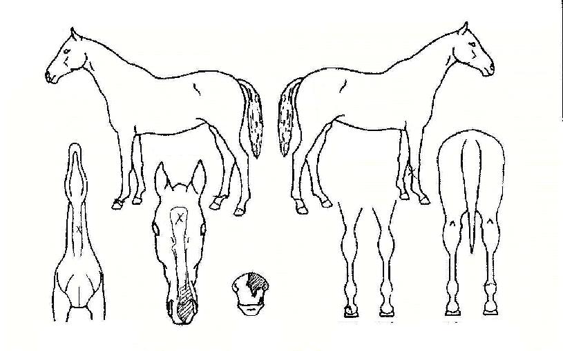 �ͼǸ޳��� ����,���,�޸�,�λ�,�ٸ��� Ư¡����