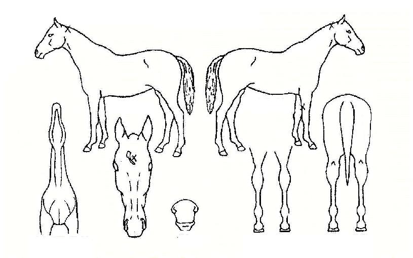 �丣�� ����,���,�޸�,�λ�,�ٸ��� Ư¡����