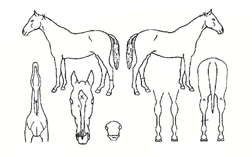 ���ī�̾��� ����,���,�޸�,�λ�,�ٸ��� Ư¡����