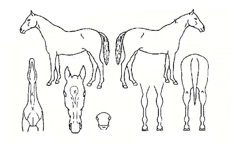 Æò⸶·çÀÇ Ãø¸é,¿ì¸é,µÞ¸é,µÎ»ó,´Ù¸®ÀÇ Æ¯Â¡µµÇØ