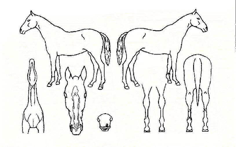 �츮������ ����,���,�޸�,�λ�,�ٸ��� Ư¡����