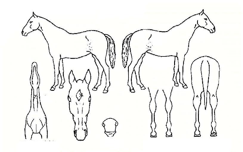 �ƿ�ȣ���� ����,���,�޸�,�λ�,�ٸ��� Ư¡����