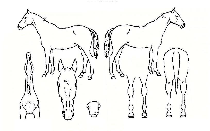 ��ǳ������� ����,���,�޸�,�λ�,�ٸ��� Ư¡����