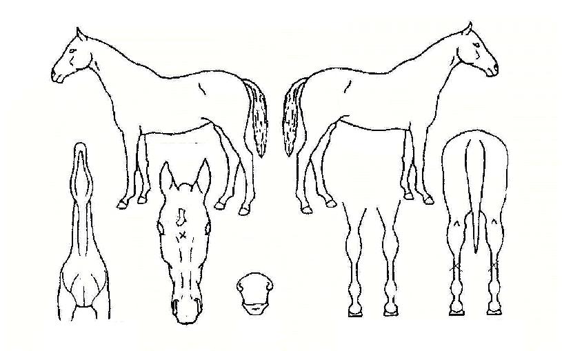 »ïº¸ÀÇÇÞºûÀÇ Ãø¸é,¿ì¸é,µÞ¸é,µÎ»ó,´Ù¸®ÀÇ Æ¯Â¡µµÇØ