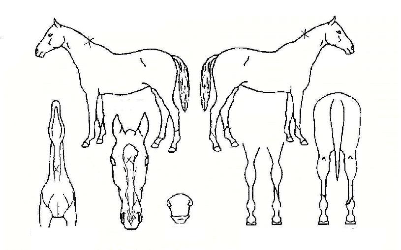 Æ®¸®Çü¼ºìÀÇ Ãø¸é,¿ì¸é,µÞ¸é,µÎ»ó,´Ù¸®ÀÇ Æ¯Â¡µµÇØ