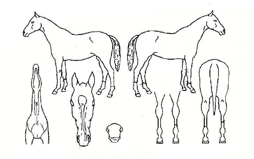 ´ÙÀ̿ɻçÀ̵åÀÇ Ãø¸é,¿ì¸é,µÞ¸é,µÎ»ó,´Ù¸®ÀÇ Æ¯Â¡µµÇØ