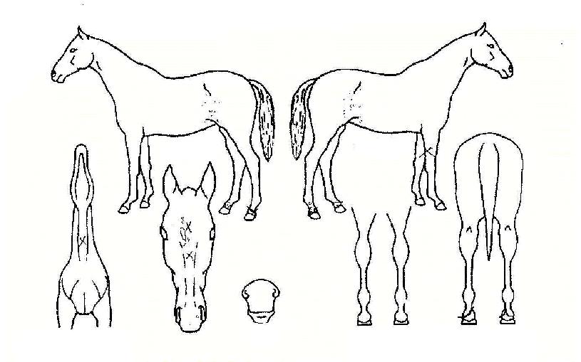 �����鸮�������ڸ��� ����,���,�޸�,�λ�,�ٸ��� Ư¡����