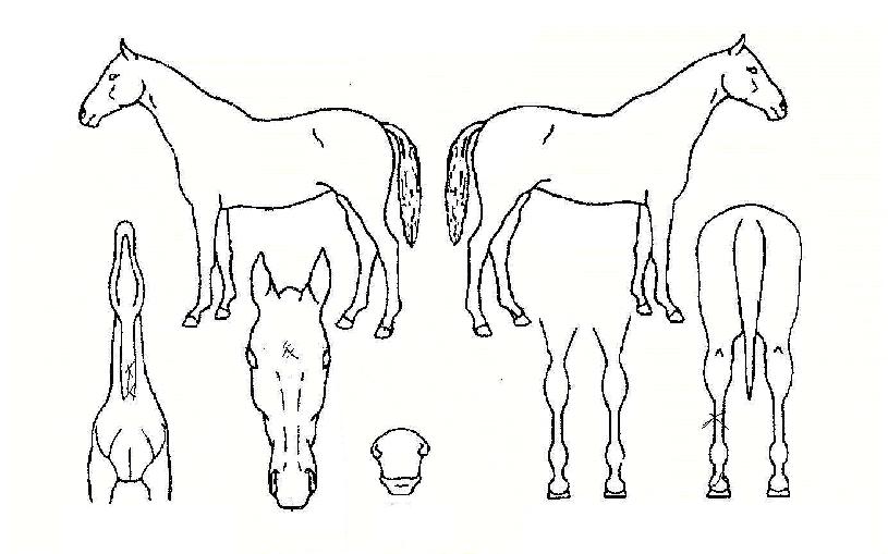 �������ڸ��� ����,���,�޸�,�λ�,�ٸ��� Ư¡����