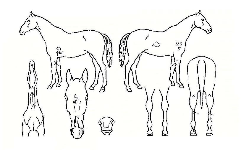 �����ΰ���� ����,���,�޸�,�λ�,�ٸ��� Ư¡����