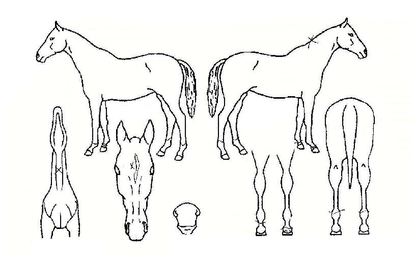 ½ºÇÇµð¿ø´õÀÇ Ãø¸é,¿ì¸é,µÞ¸é,µÎ»ó,´Ù¸®ÀÇ Æ¯Â¡µµÇØ