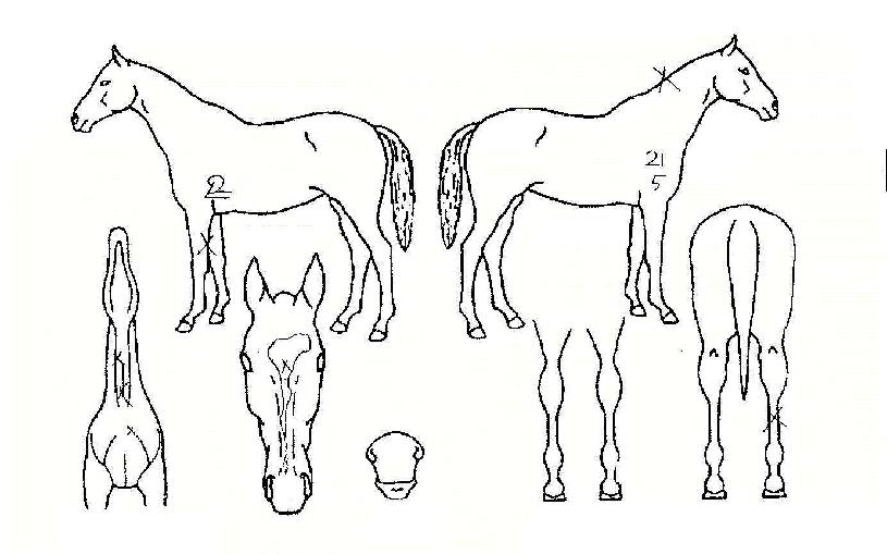 õ��ȭ�� ����,���,�޸�,�λ�,�ٸ��� Ư¡����