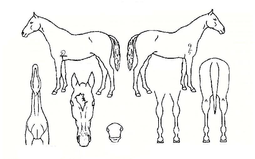 ¾ÆÀÌÀκ£½ºÆ®ÀÇ Ãø¸é,¿ì¸é,µÞ¸é,µÎ»ó,´Ù¸®ÀÇ Æ¯Â¡µµÇØ