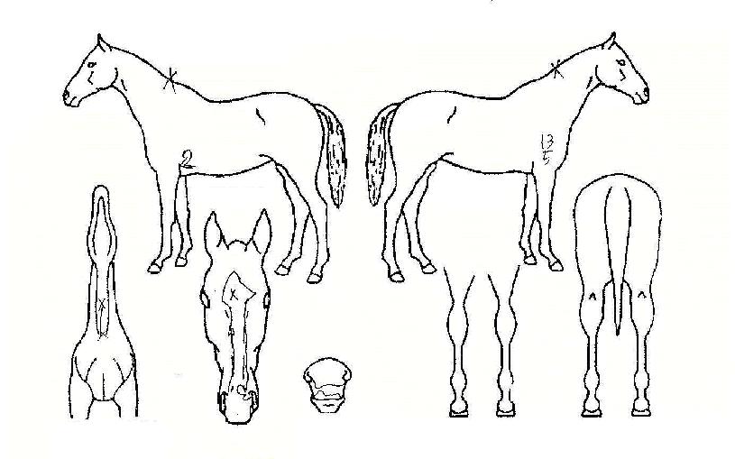 ¹Ù·Î»ç¿ö¸®¾îÀÇ Ãø¸é,¿ì¸é,µÞ¸é,µÎ»ó,´Ù¸®ÀÇ Æ¯Â¡µµÇØ