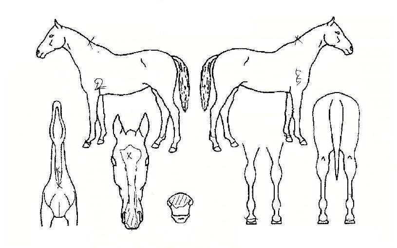 ¸ð°¡ºñÀÇ Ãø¸é,¿ì¸é,µÞ¸é,µÎ»ó,´Ù¸®ÀÇ Æ¯Â¡µµÇØ